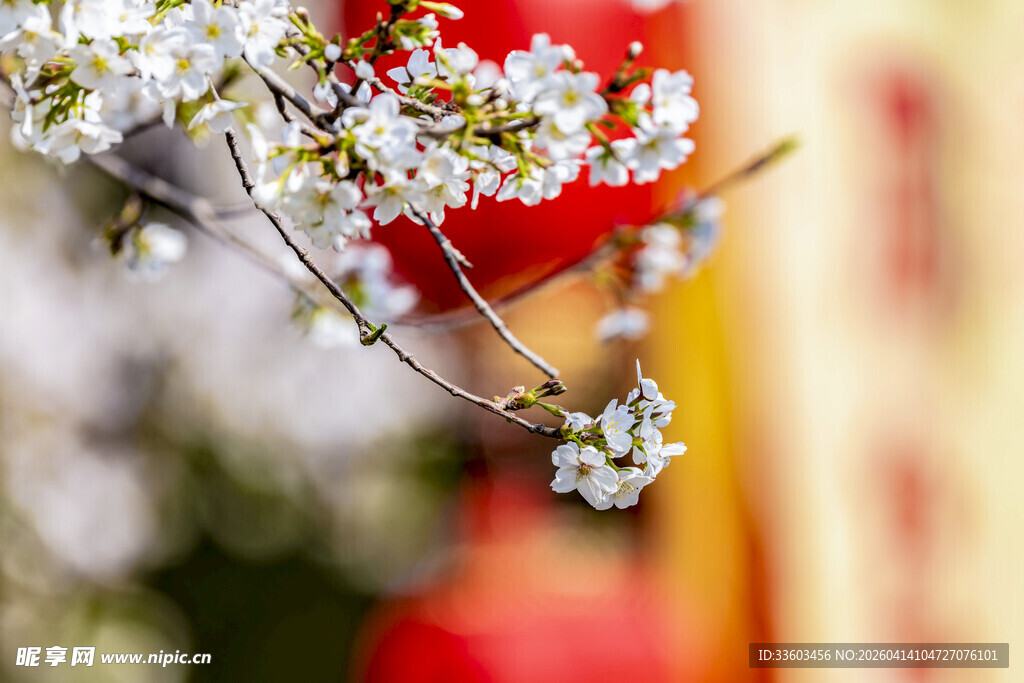 枝头繁花映红景