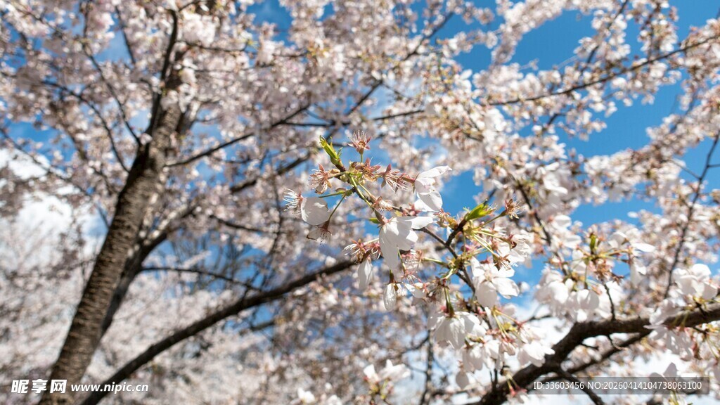 蓝天映衬下的烂漫樱花
