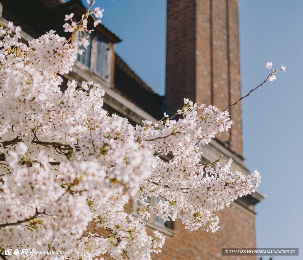 樱花映衬下的古老建筑