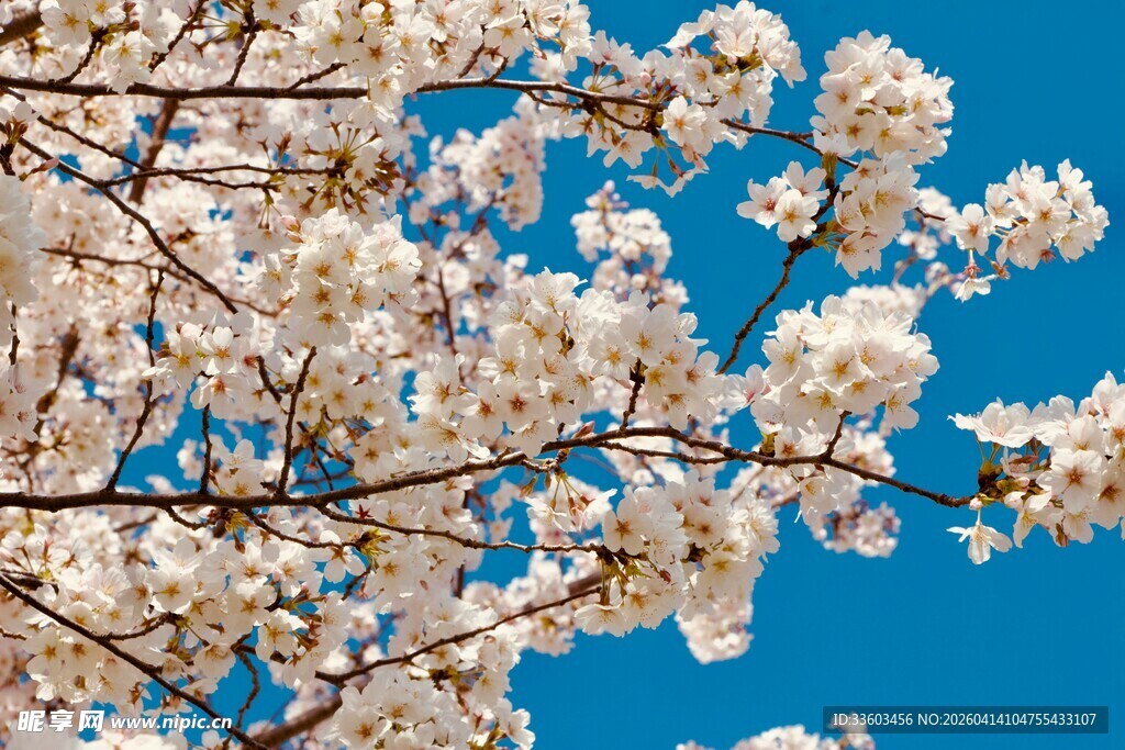 蓝天映衬下的烂漫樱花