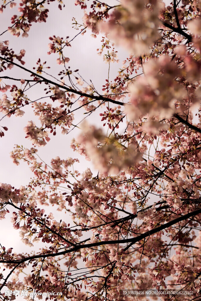 枝头绽放的粉嫩樱花