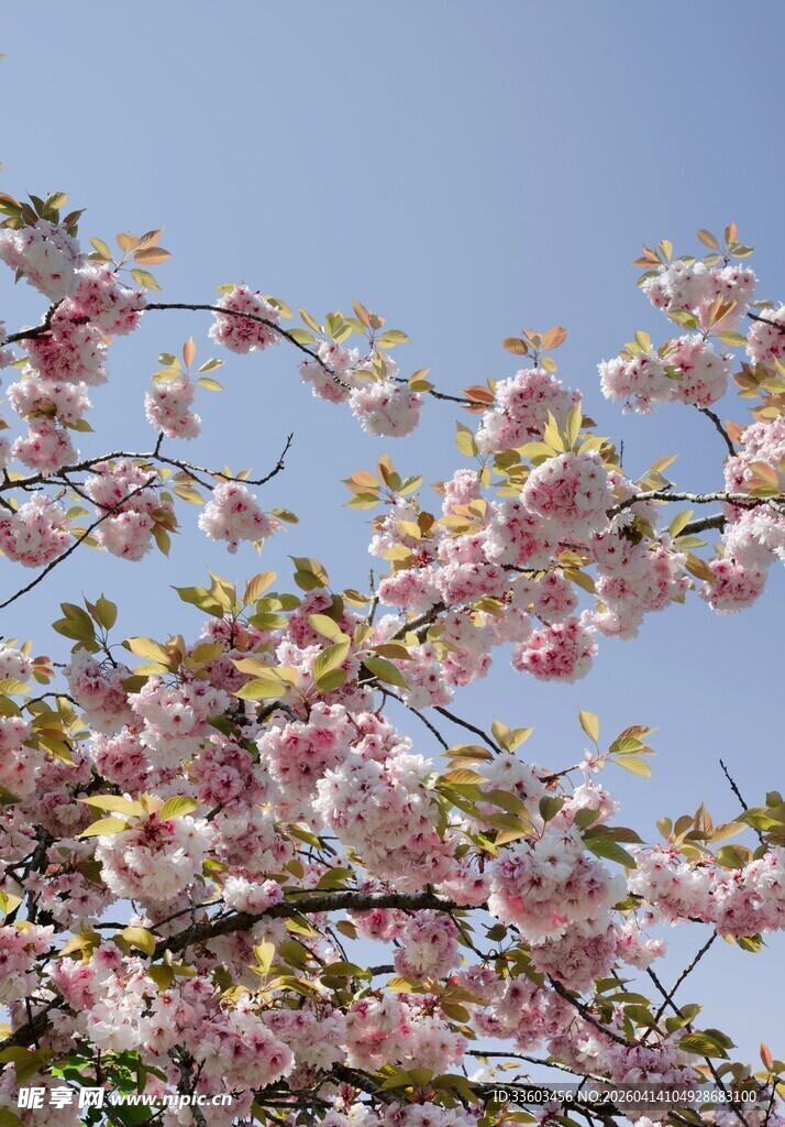 春日绽放的烂漫粉色樱花