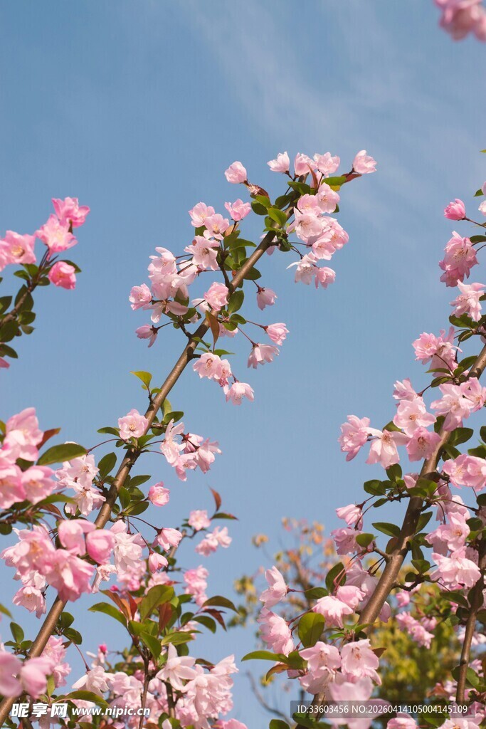 蓝天映衬下的粉嫩花枝