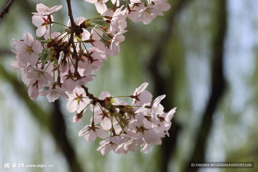 枝头绽放的粉嫩樱花