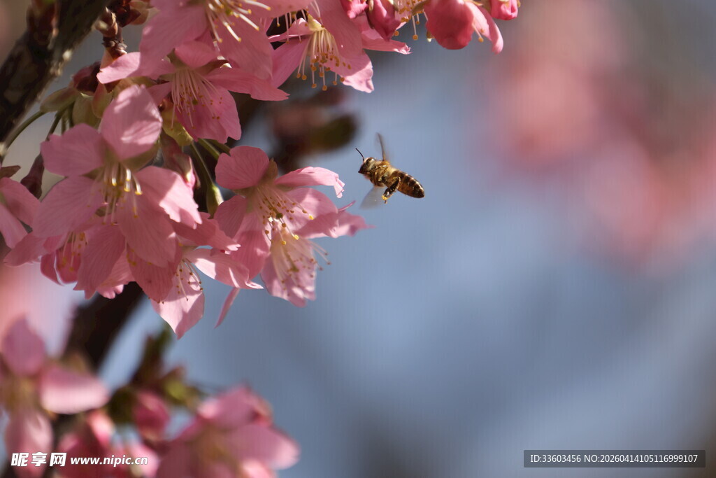蜜蜂采蜜于粉嫩樱花间
