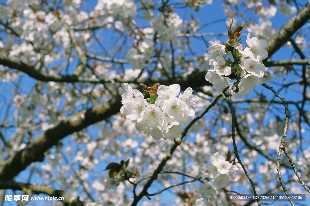 春日盛开的烂漫樱花树