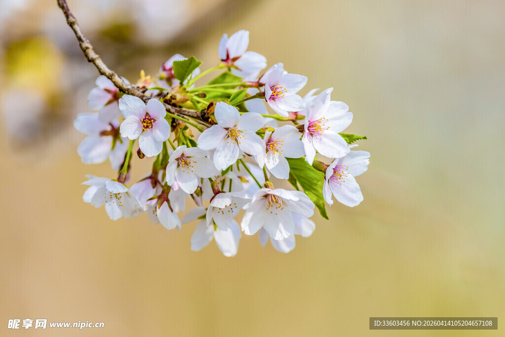 枝头绽放的美丽白樱花