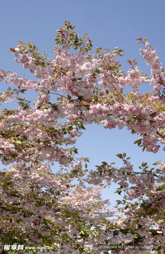 盛开的粉色樱花树