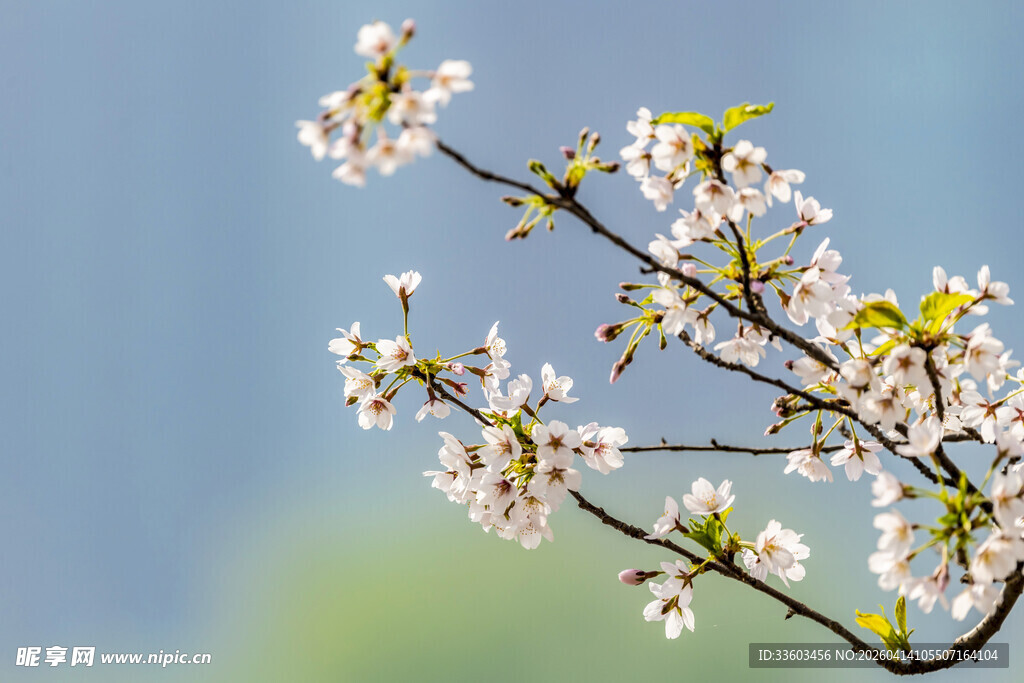 枝头绽放的洁白春花