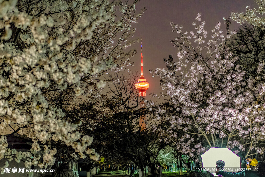 夜樱与塔的梦幻景致