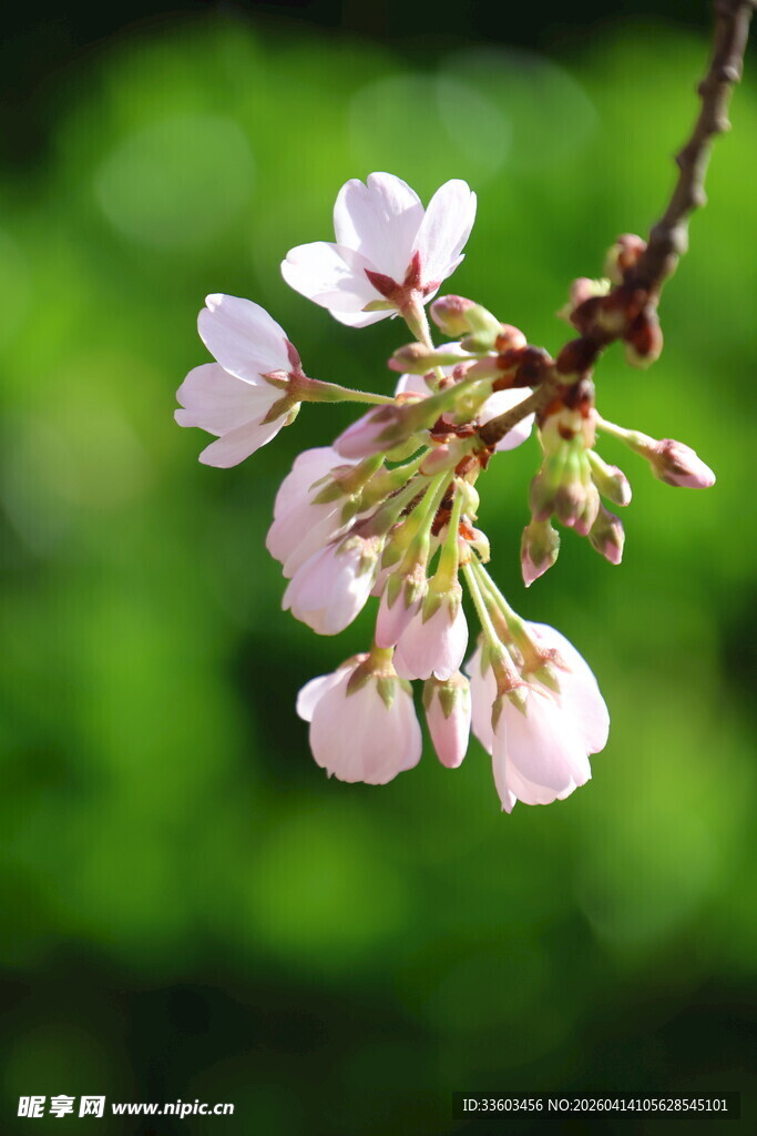 枝头绽放的粉嫩樱花