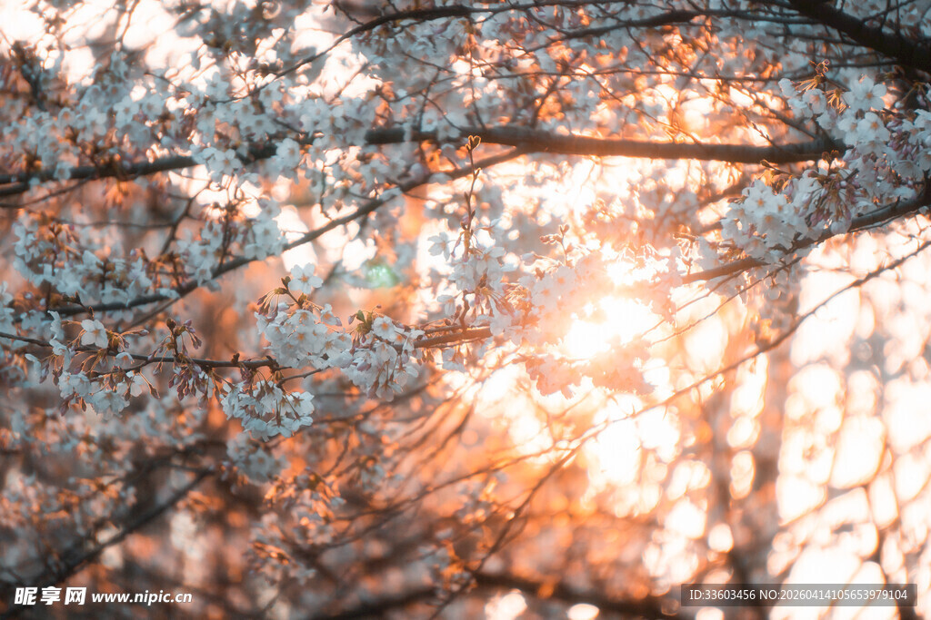 斑驳树影下的温暖光影