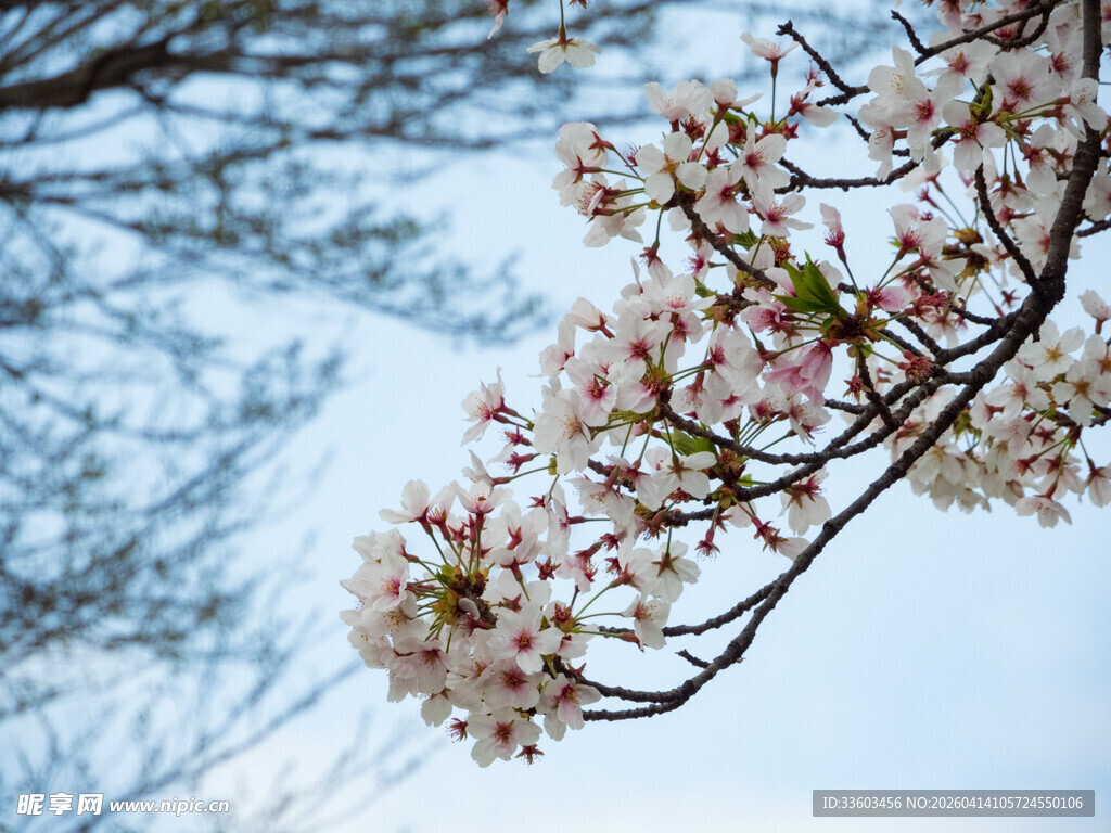 枝头绽放的粉嫩樱花