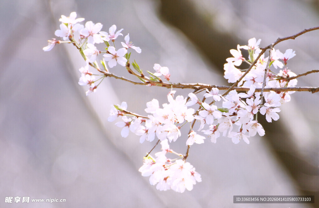 枝头绽放的美丽樱花