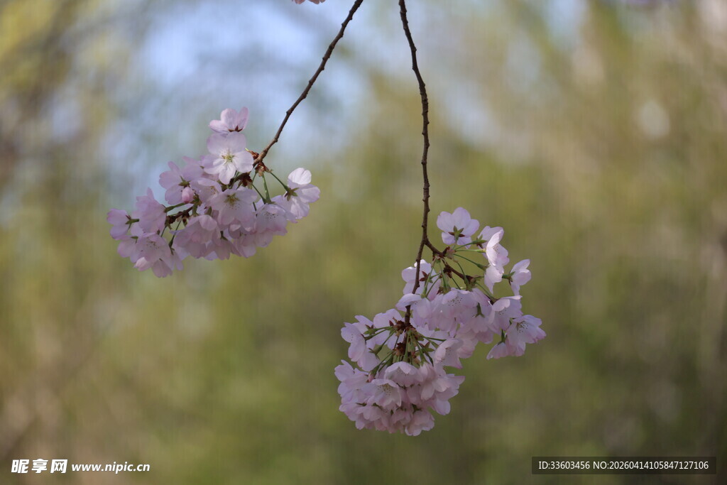 垂枝樱花绽放