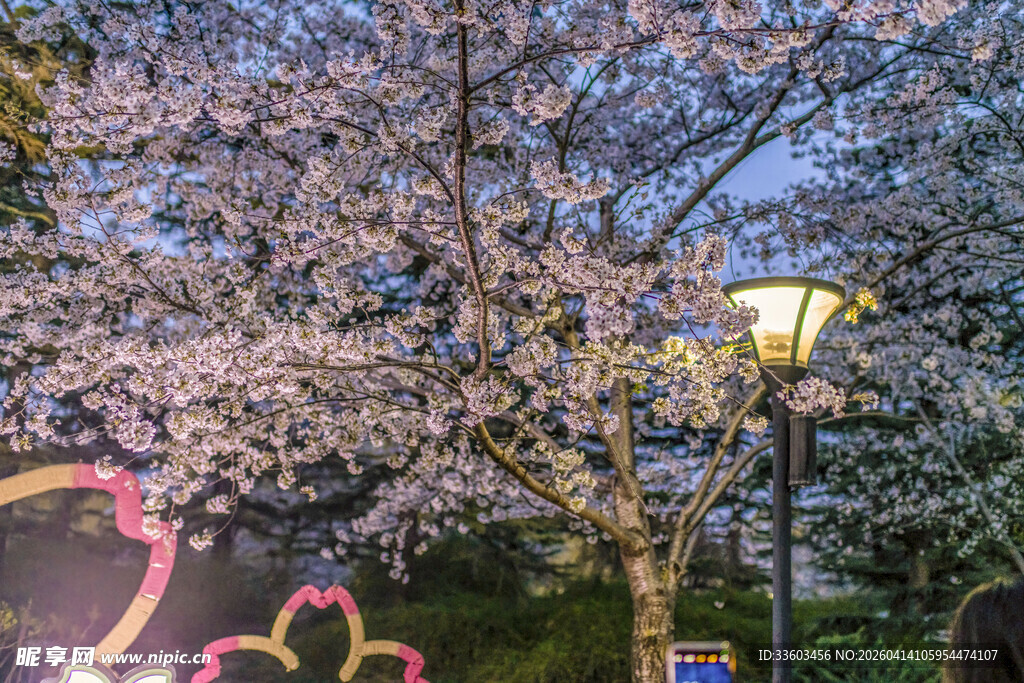 春日繁花路灯下的浪漫景