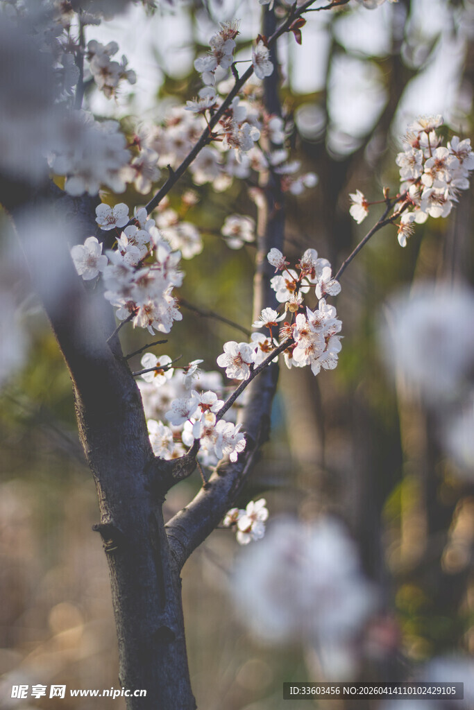 枝头绽放的烂漫杏花
