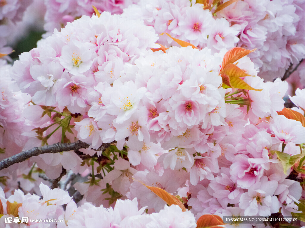 烂漫盛开的美丽粉色樱花