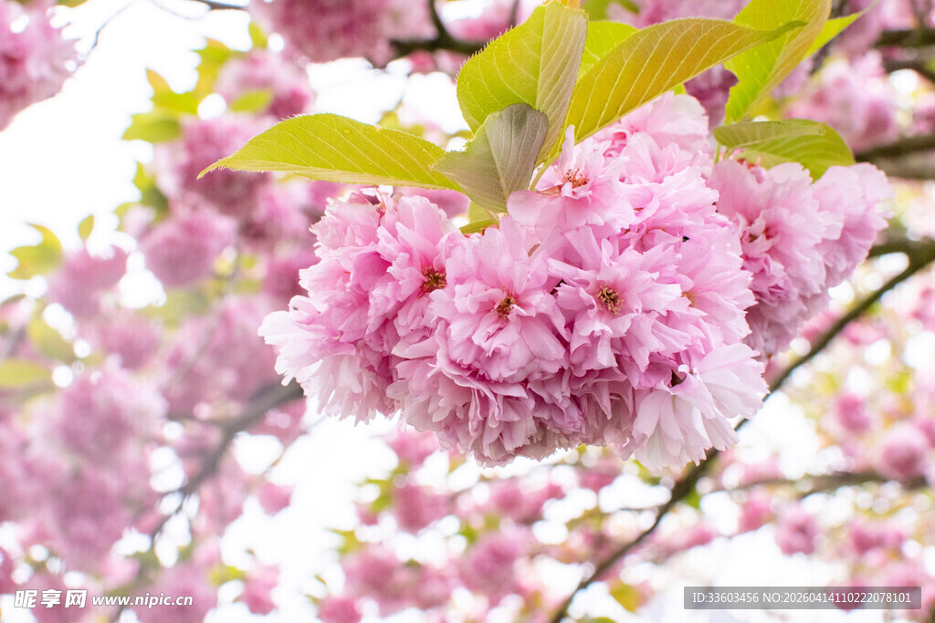 粉嫩樱花绽放枝头