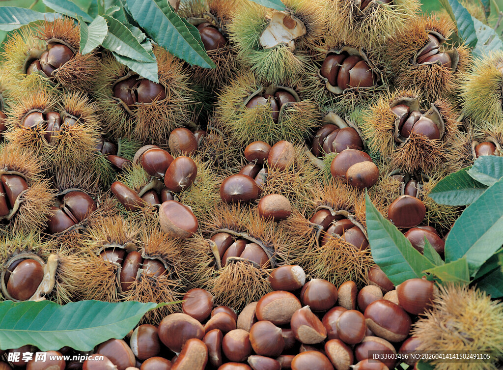 饱满栗子与绿叶的特写