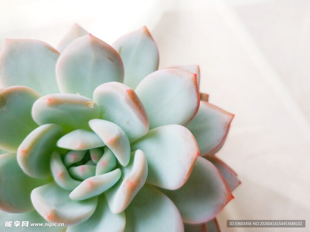 清新多肉植物特写