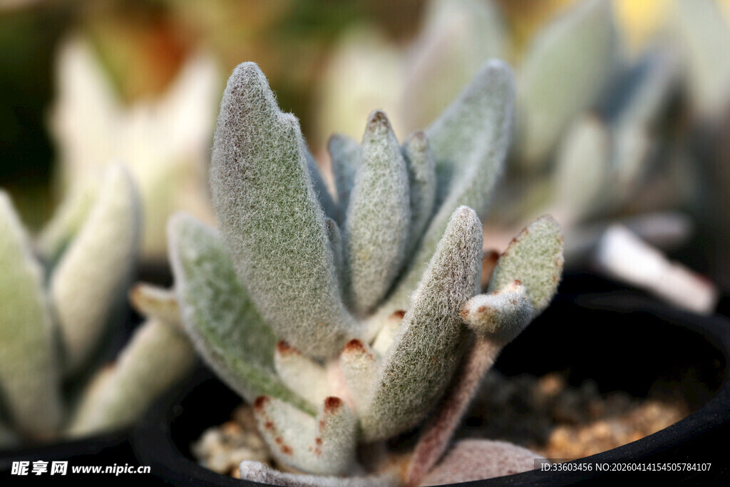 可爱多肉植物盆栽展示