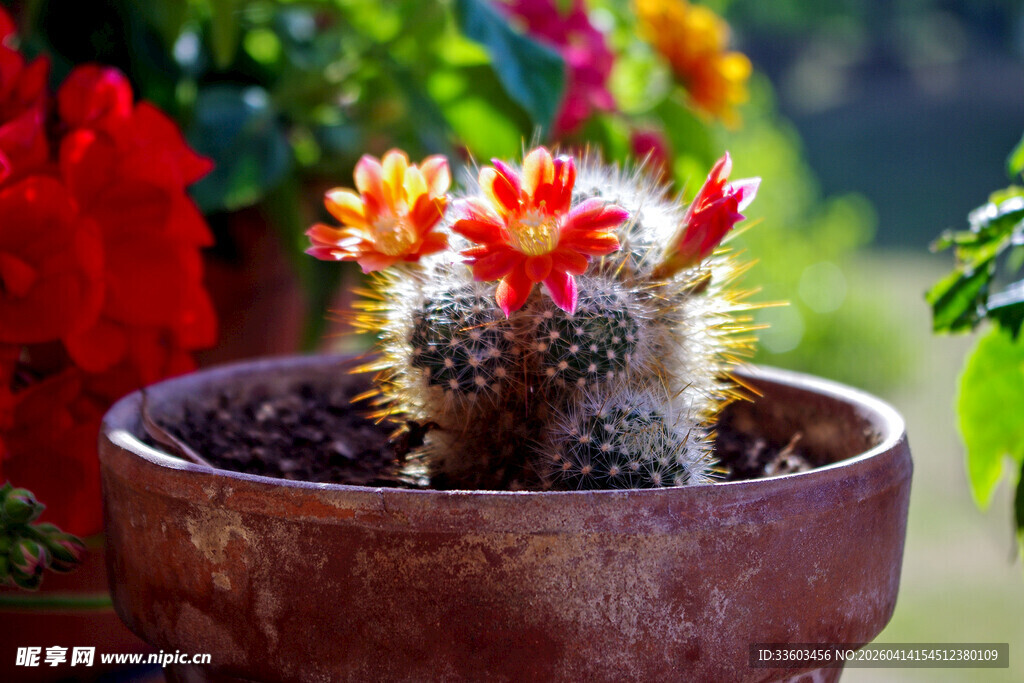 花盆中的多彩仙人掌