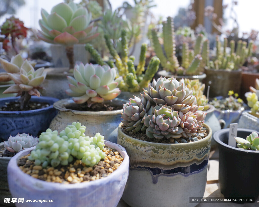 多彩多肉盆栽展示