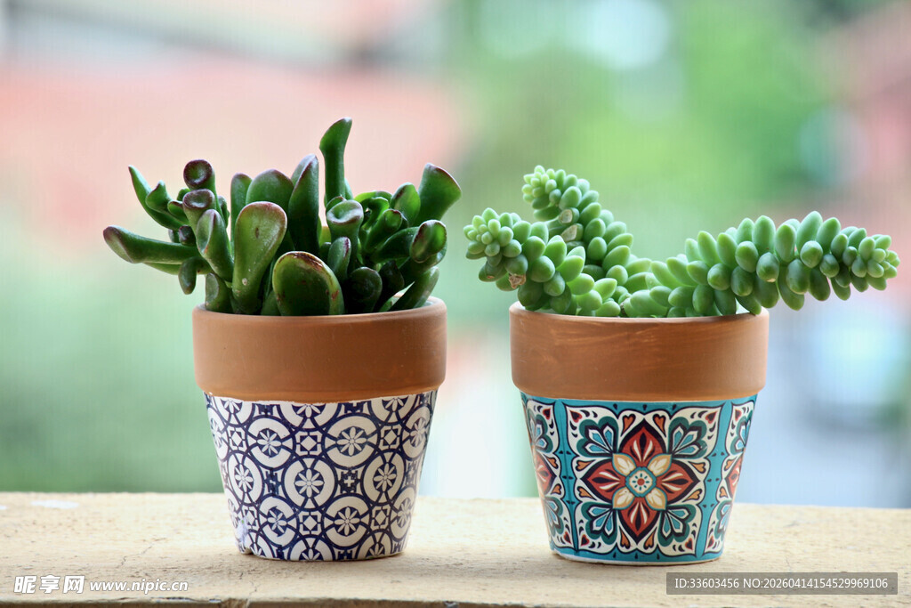 多彩花盆中的可爱多肉