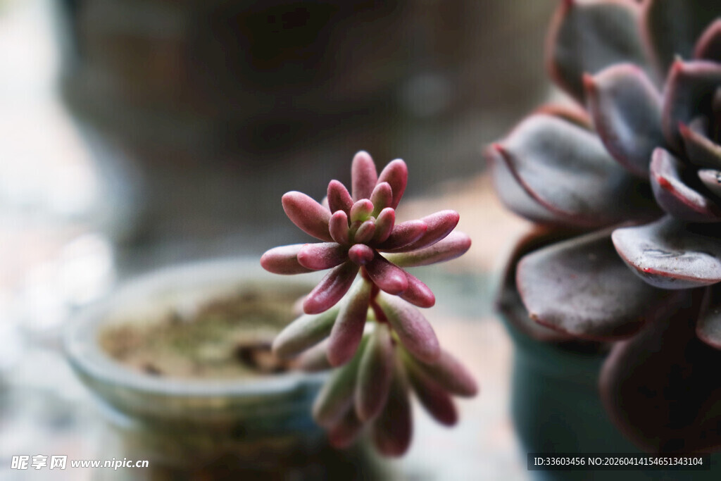 精致多肉植物特写