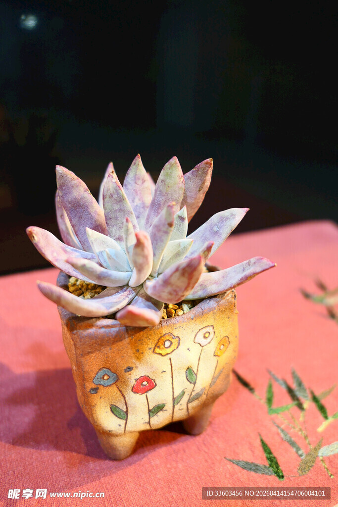 精致花盆中的多彩多肉植物