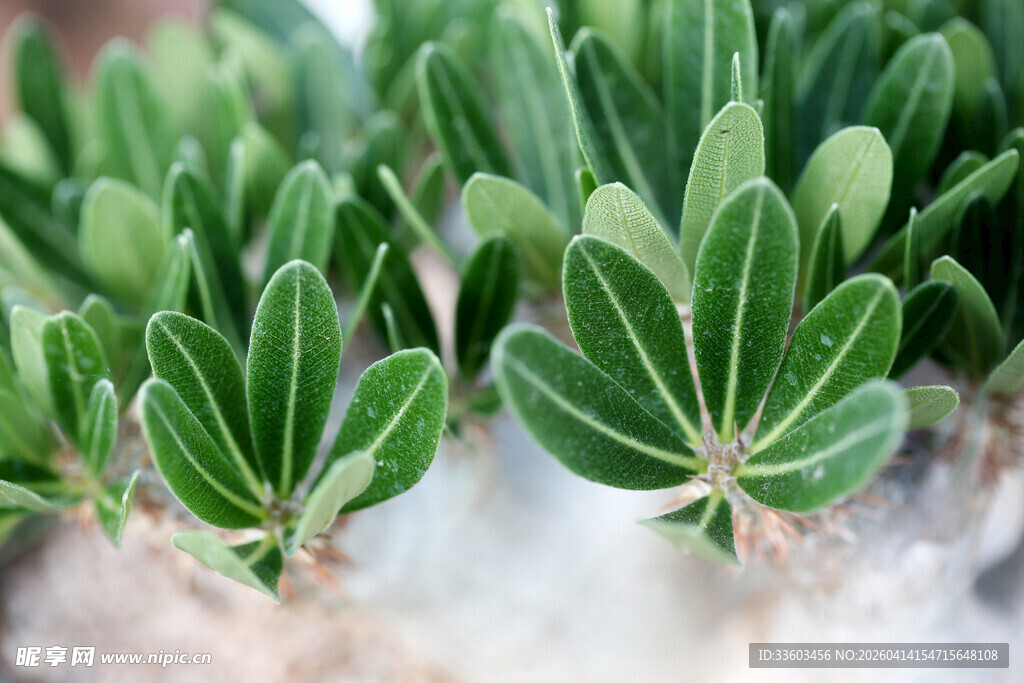 翠绿仙人掌叶片特写