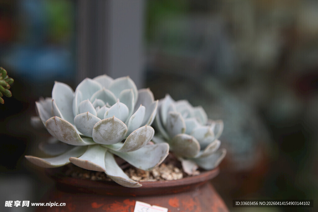 精致盆栽中的可爱多肉