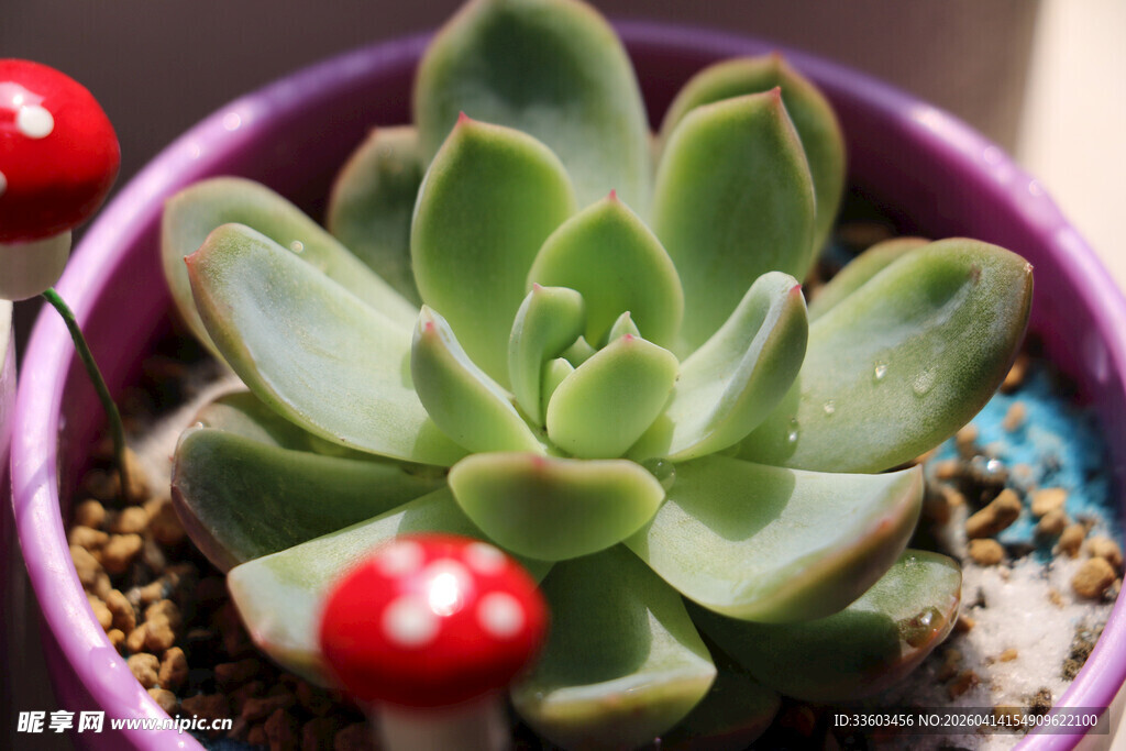 紫色盆中的可爱多肉植物