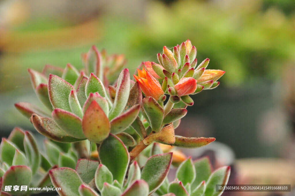 多彩多肉植物绽放小花