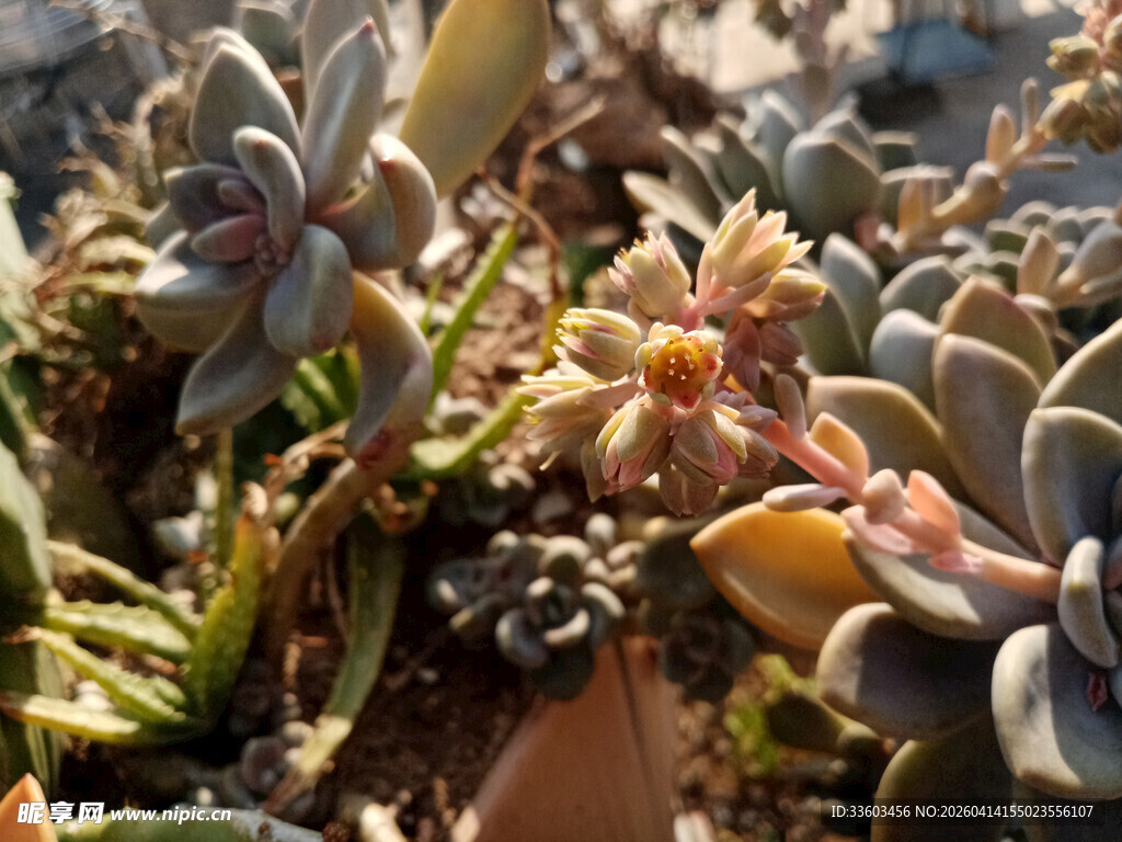 多彩多肉植物特写