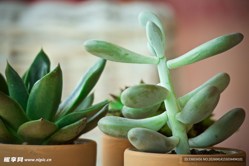 可爱多肉盆栽展示