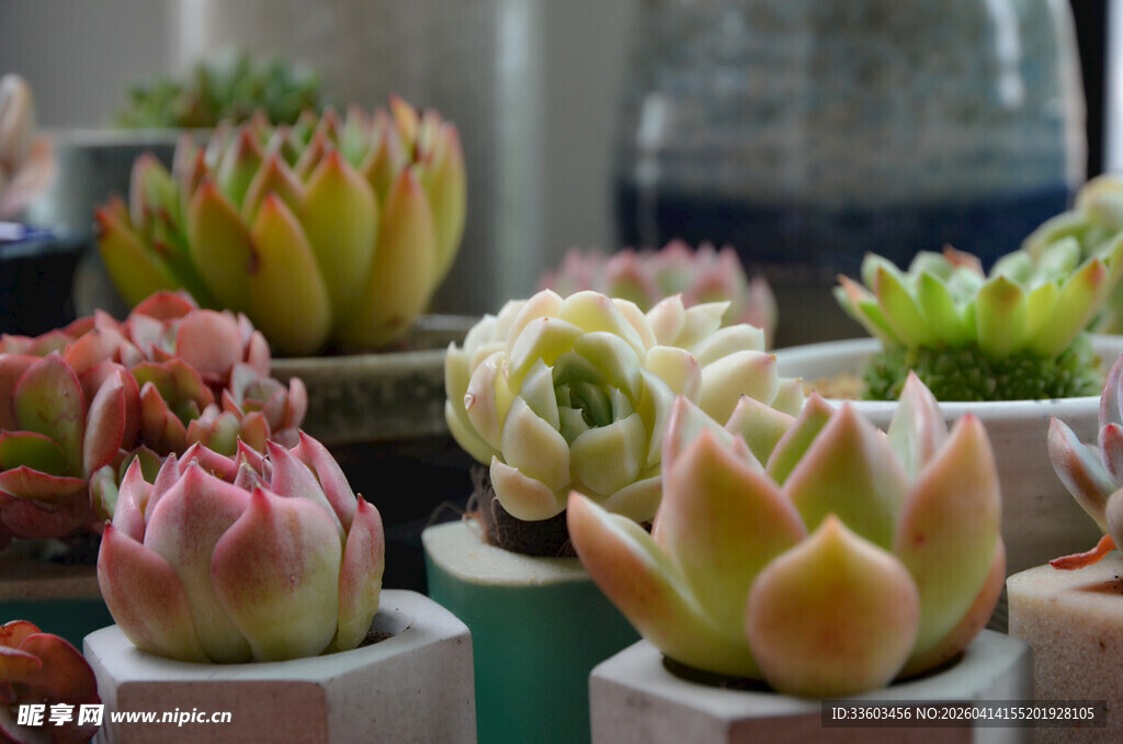 多彩多肉盆栽展示