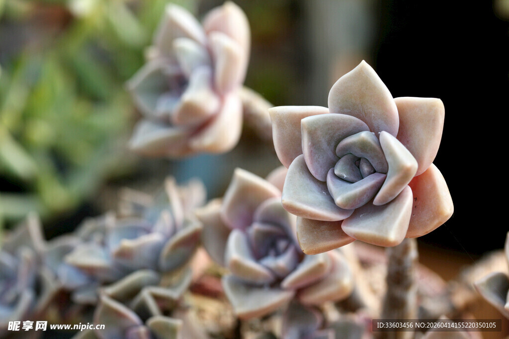 精致多肉植物特写