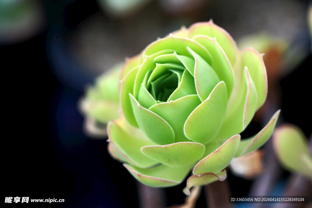 翠绿多肉植物特写