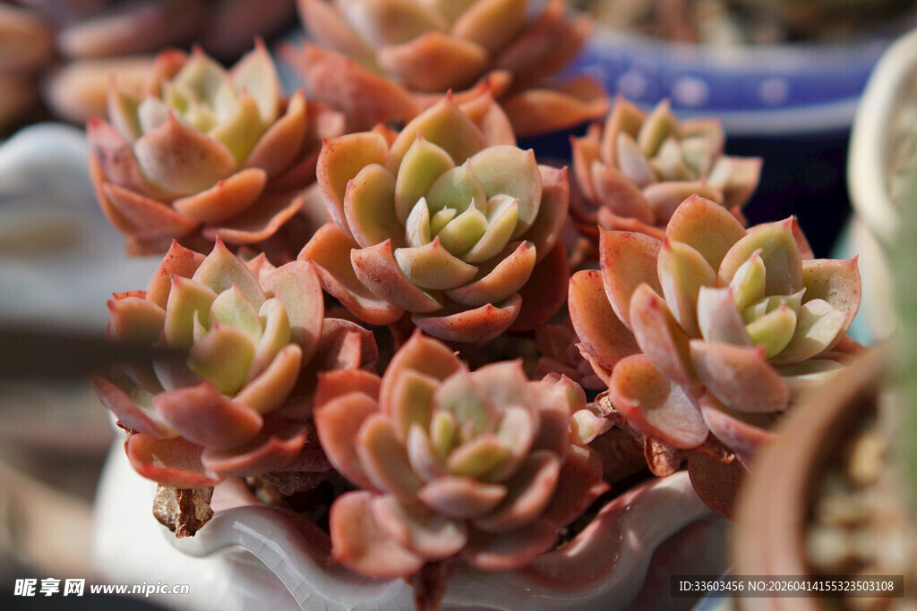 多彩多肉植物盆栽