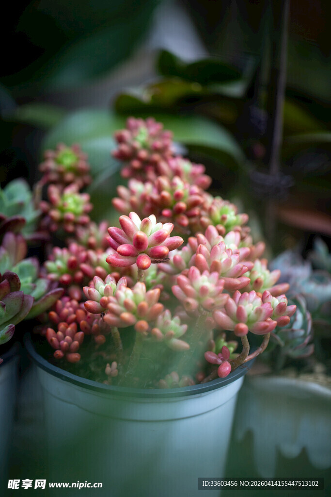 粉色多肉盆栽