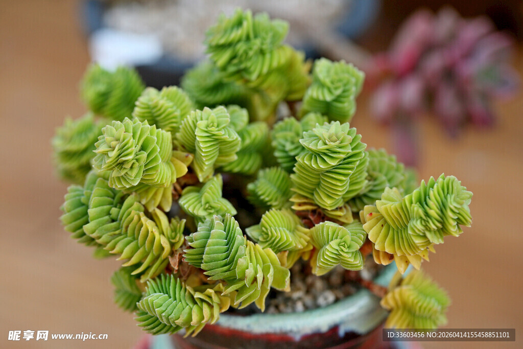 翠绿多肉植物盆栽特写