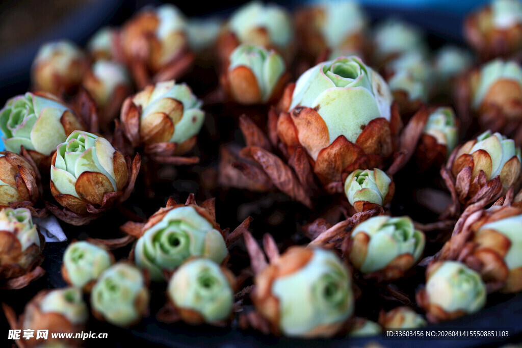 多肉植物特写