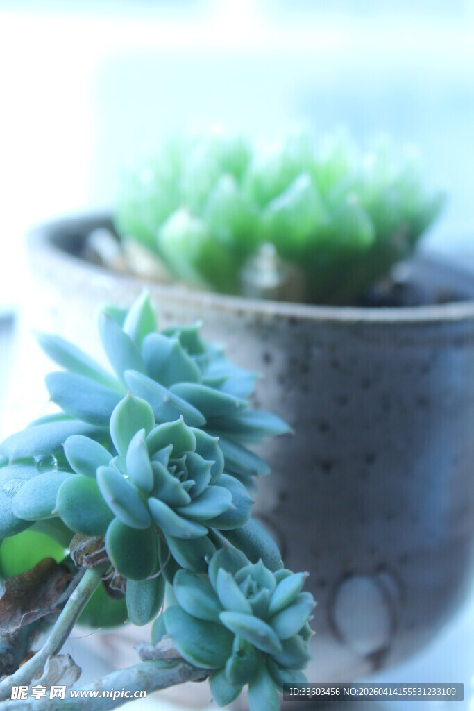 可爱多肉盆栽特写