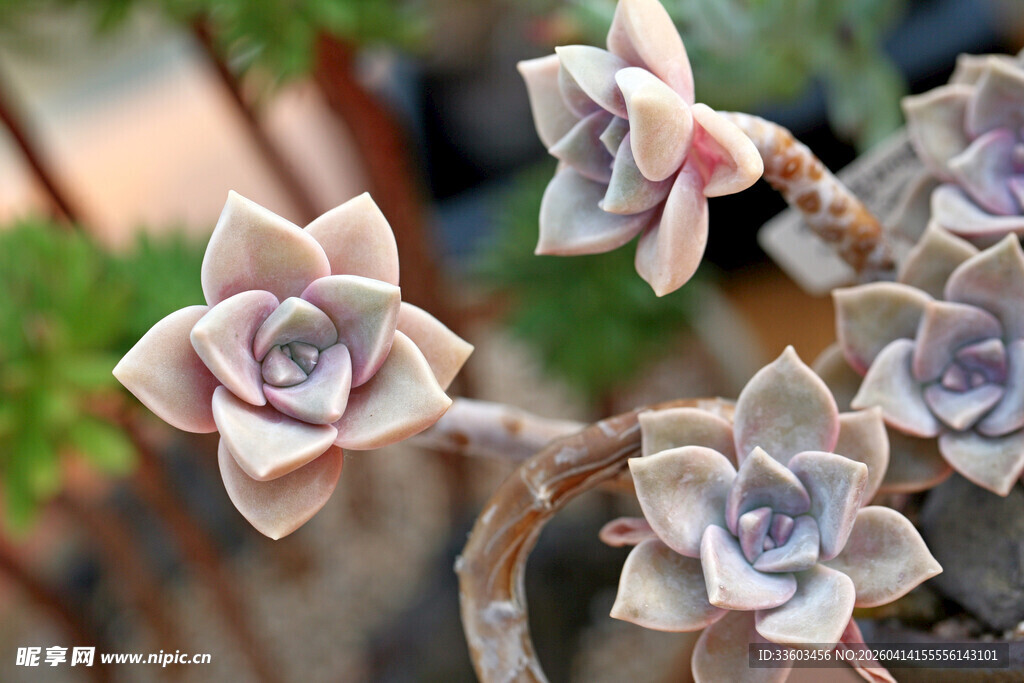 精致多肉植物绽放之美