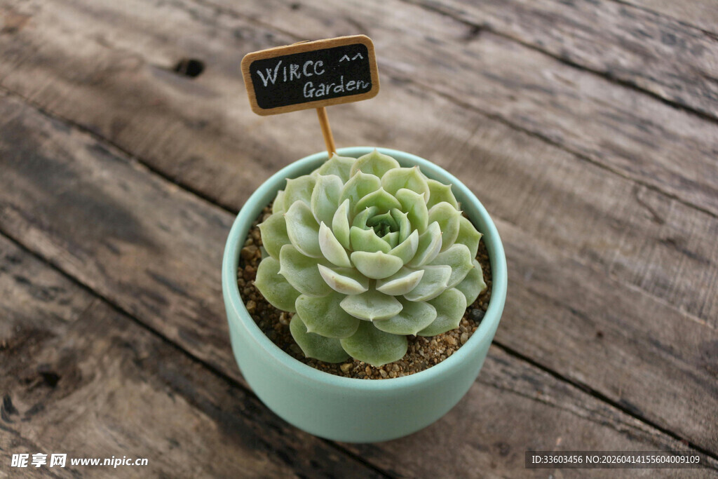 浅绿色盆中的可爱多肉植物