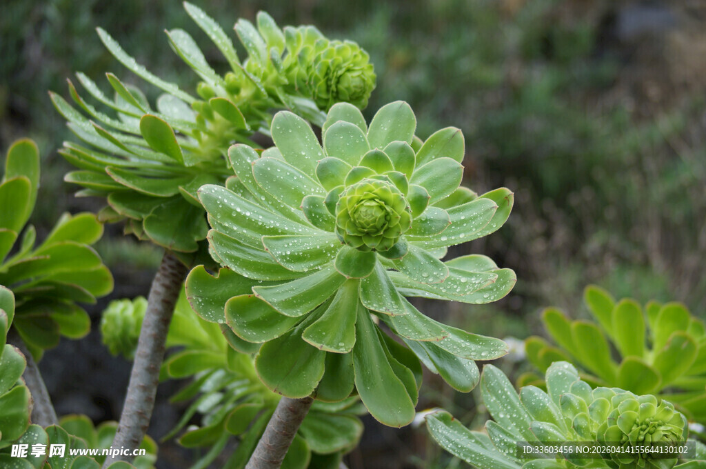 翠绿多肉植物特写