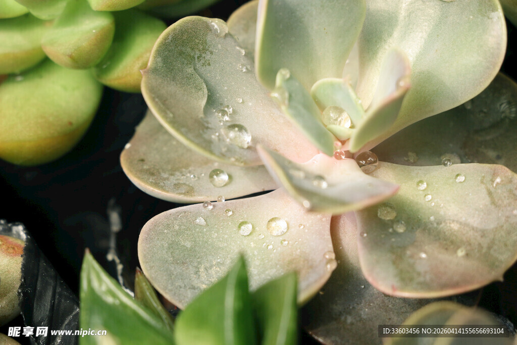 多肉植物特写