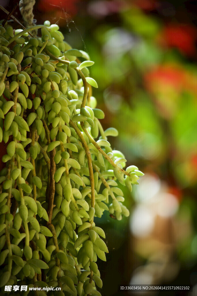 垂挂的翠绿藤蔓植物